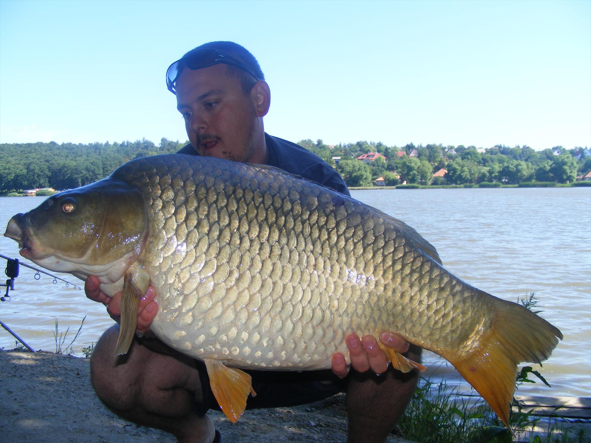 Harsanyi 2013 - dscf6334.JPG